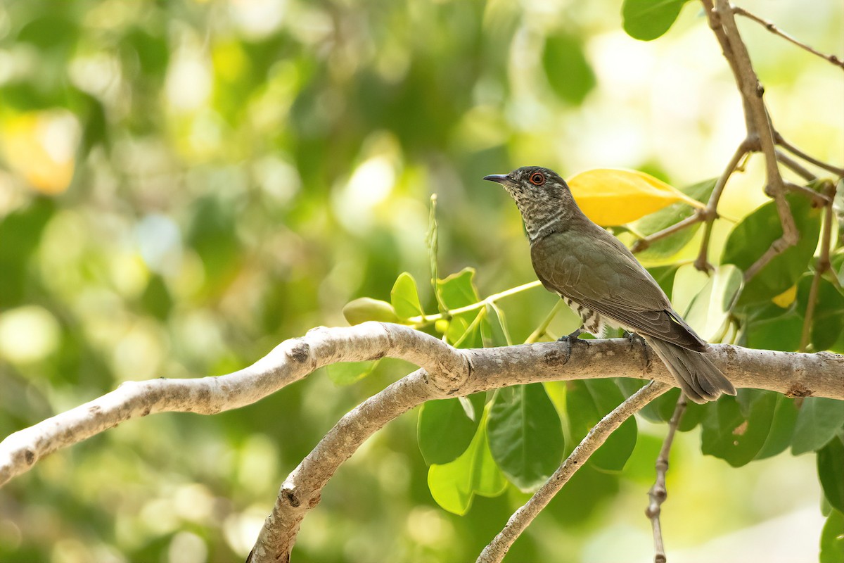 ML643126101 - Little Bronze-Cuckoo - Macaulay Library