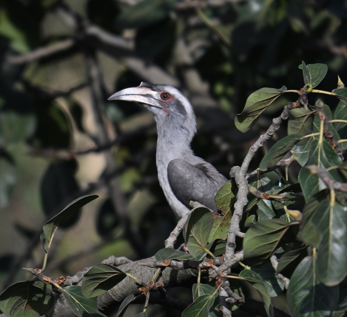 Indian Gray Hornbill - ML643126108