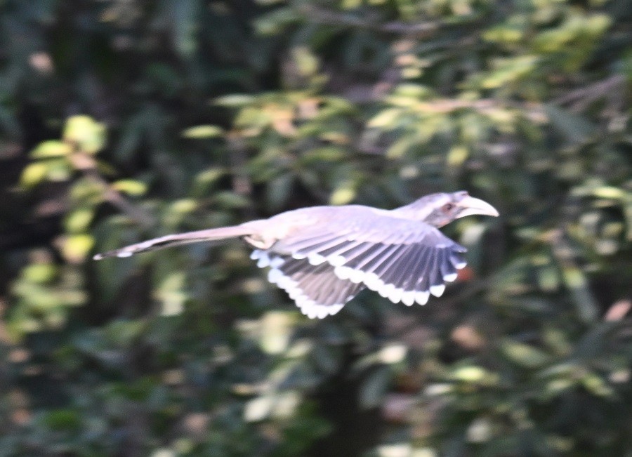Indian Gray Hornbill - ML643126112