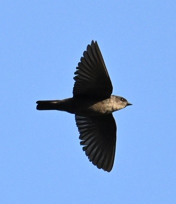 Dusky Crag-Martin - ML643126149