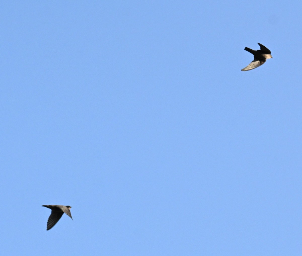 Dusky Crag-Martin - ML643126150