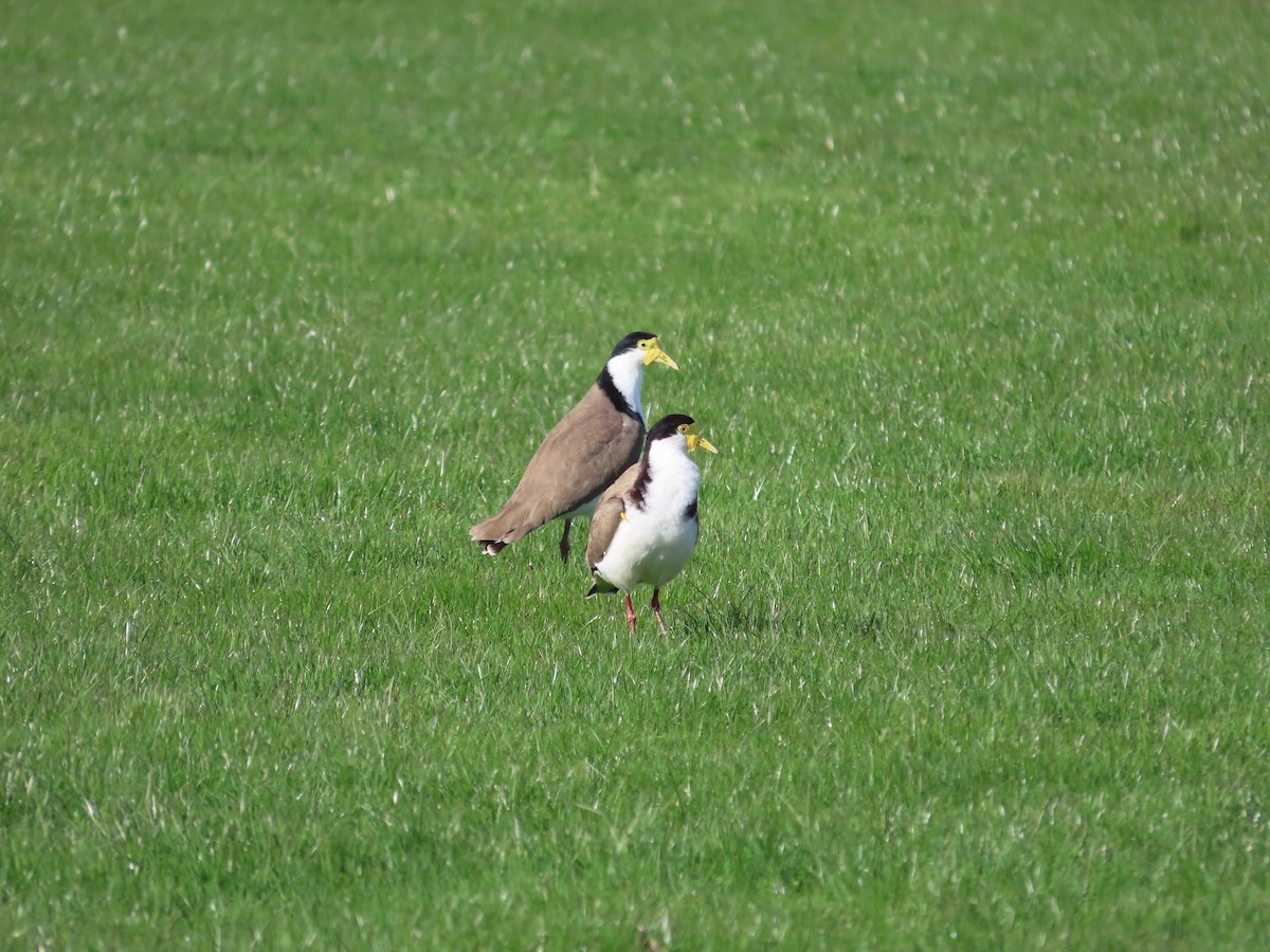 Masked Lapwing - ML643126168