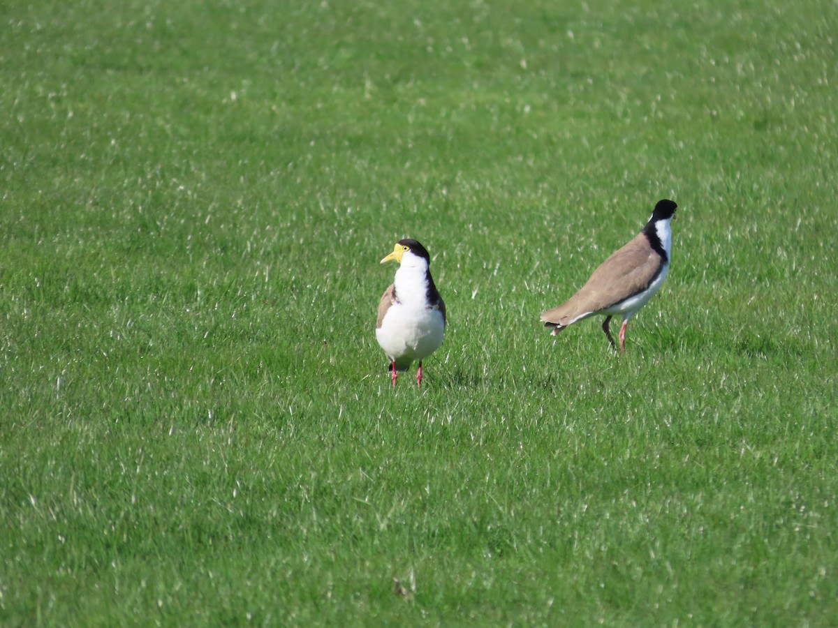 Masked Lapwing - ML643126169