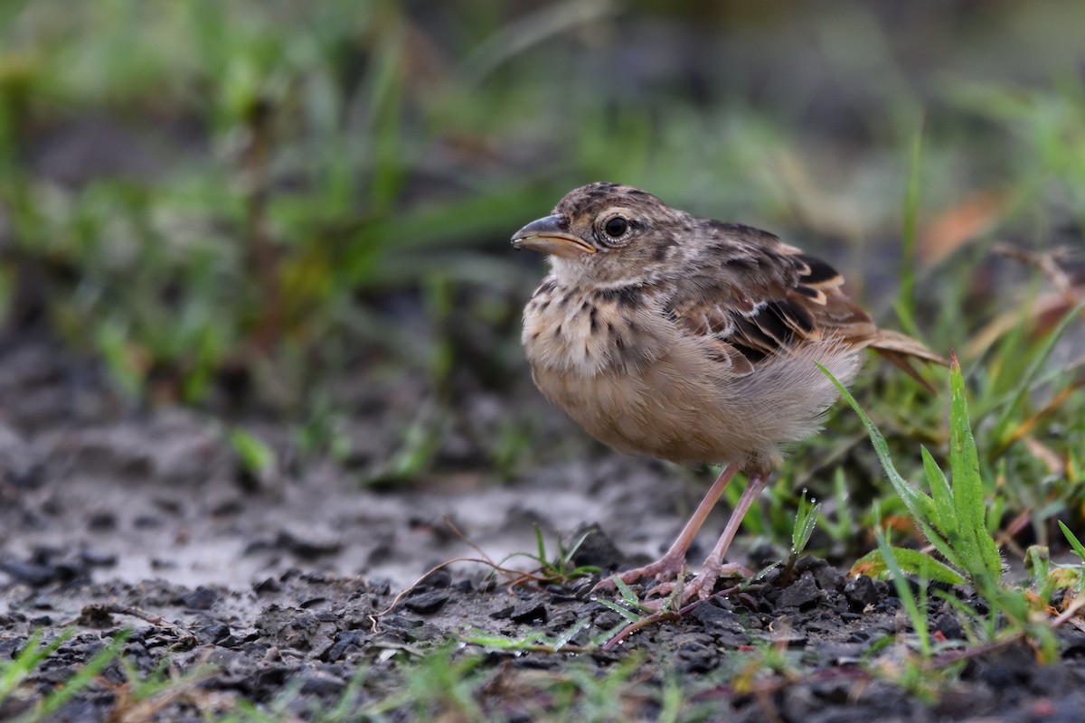 Bengal Bushlark - ML643126170