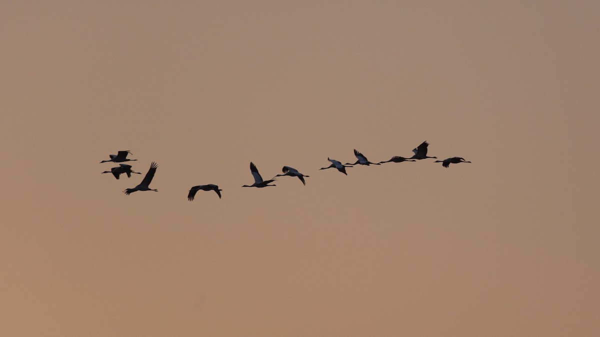 Common Crane - ML643126184