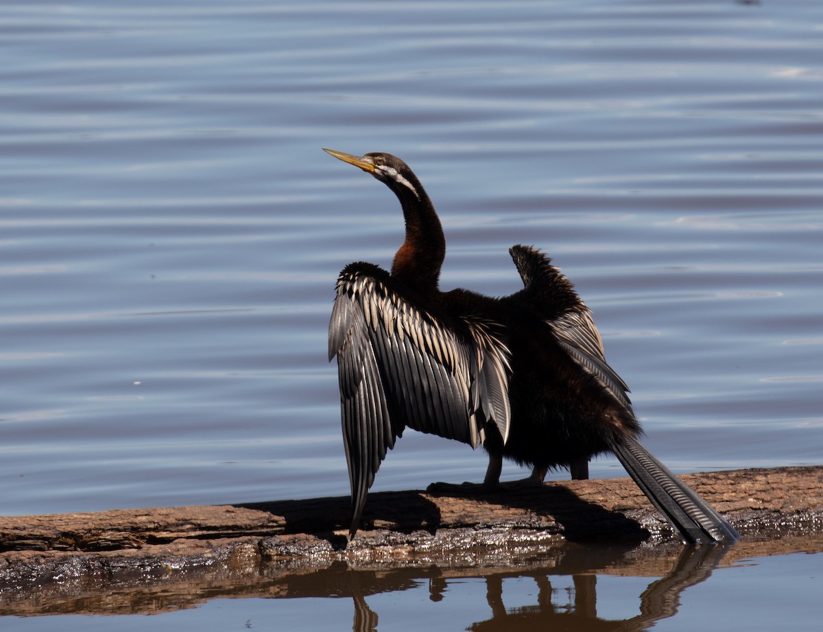 Australasian Darter - ML643126189