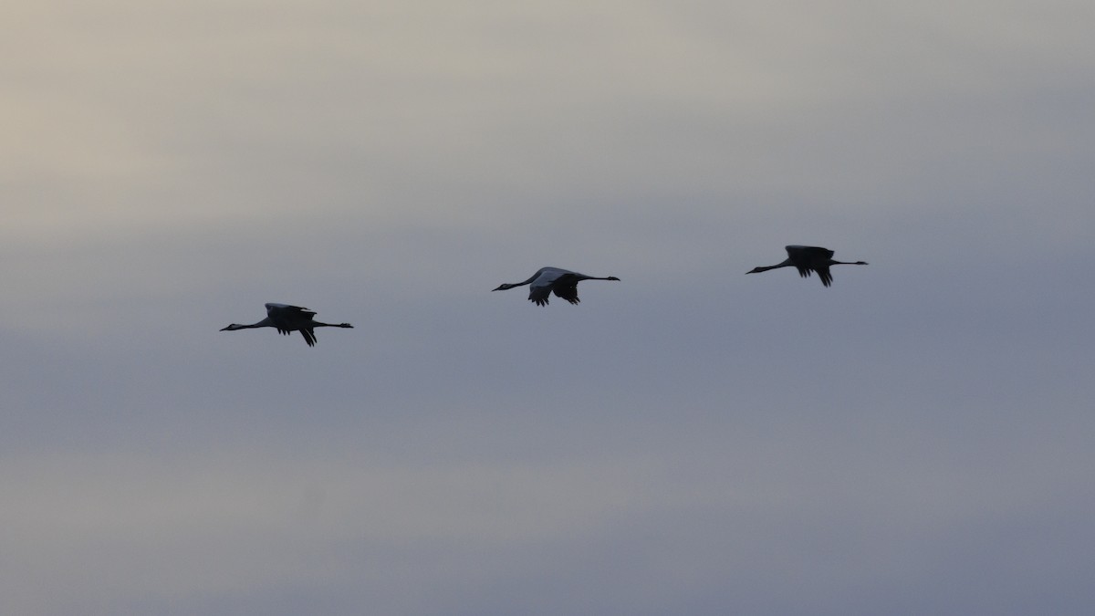 Common Crane - ML643126192