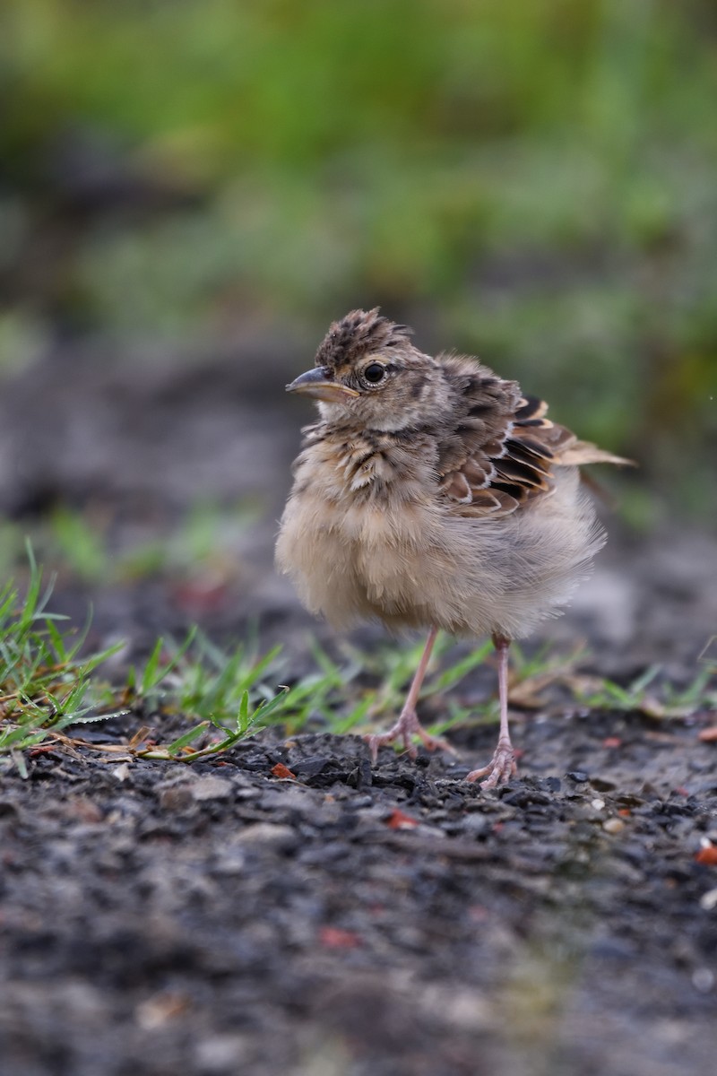 Bengal Bushlark - ML643126229