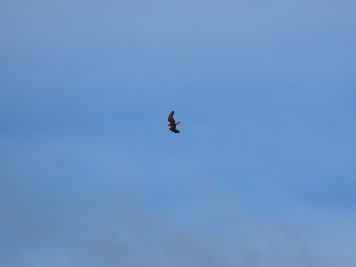 Swamp Harrier - ML643126252