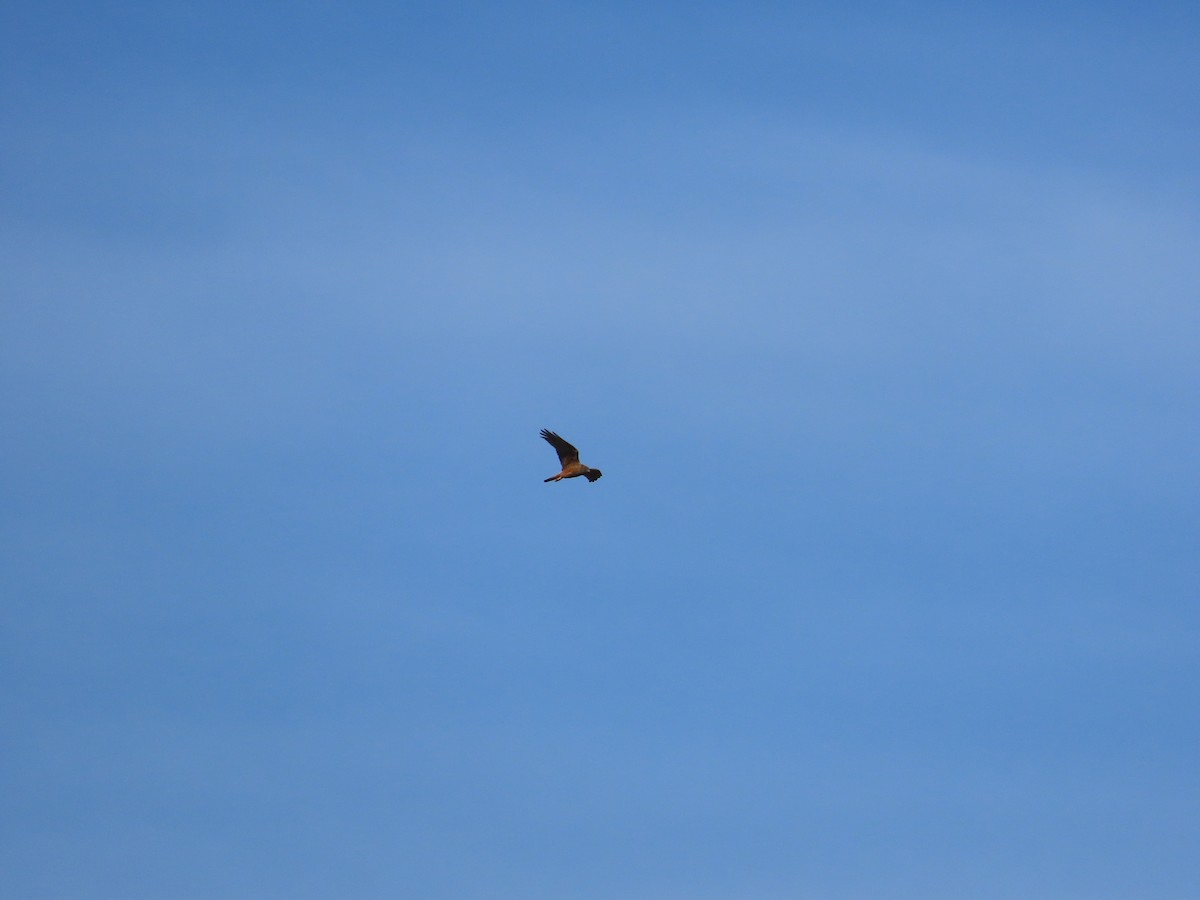 Swamp Harrier - ML643126253