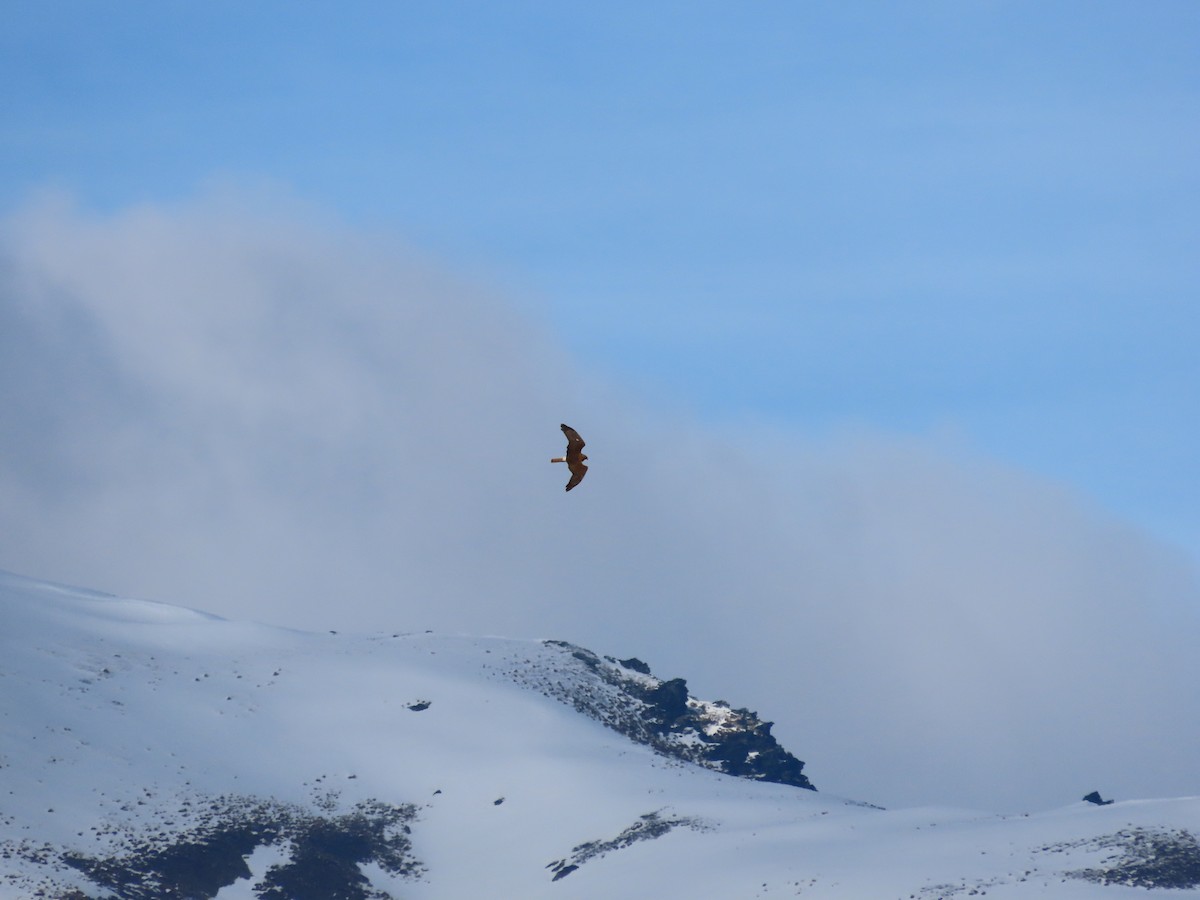 Swamp Harrier - ML643126254