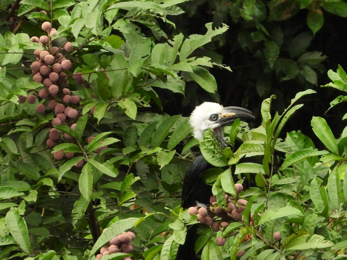 Western Long-tailed Hornbill - ML643126269