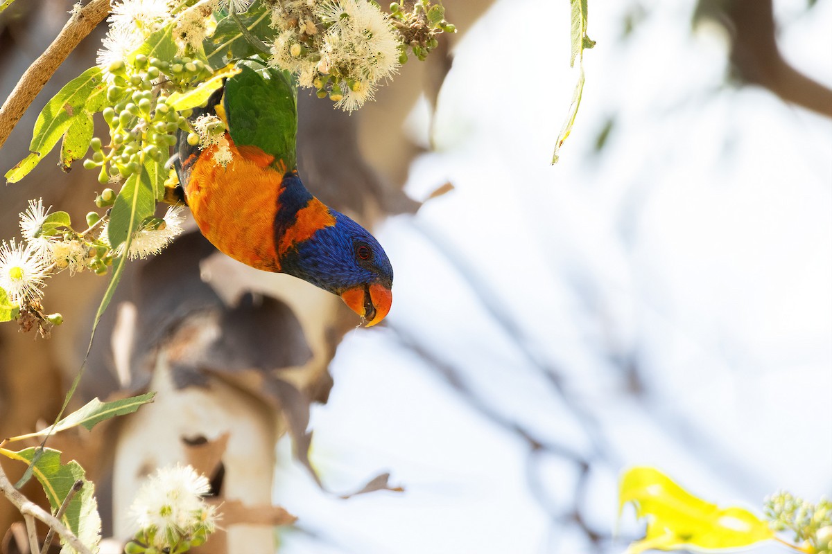 Red-collared Lorikeet - ML643126273