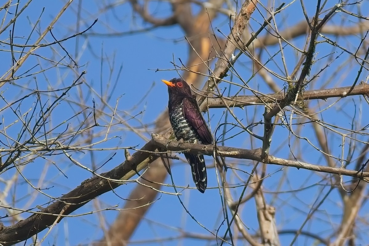 kukačka ametystová - ML643126292