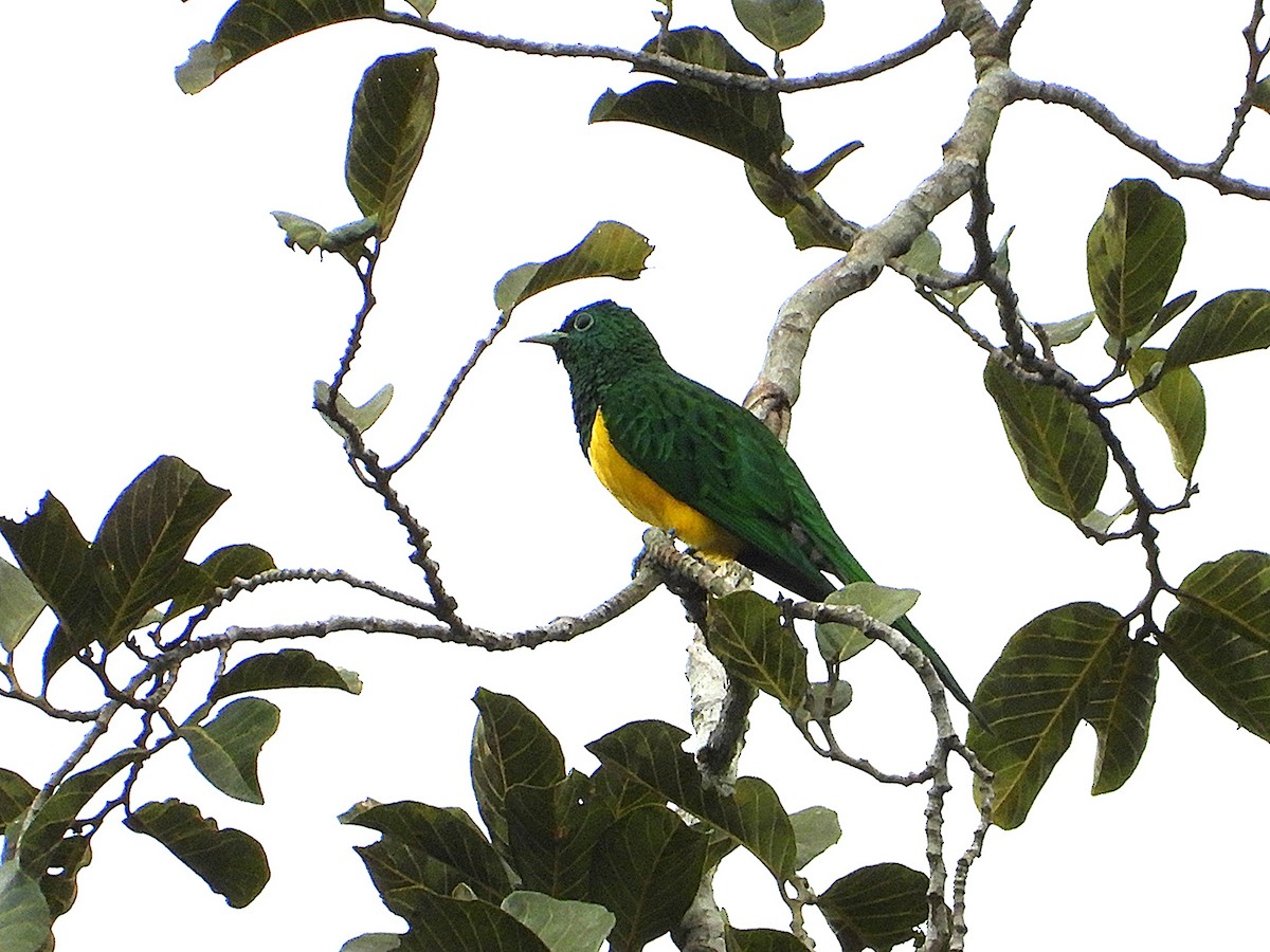 African Emerald Cuckoo - ML643126293