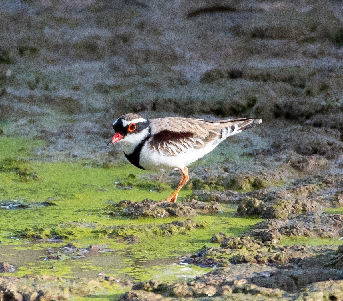 Black-fronted Dotterel - ML643126344