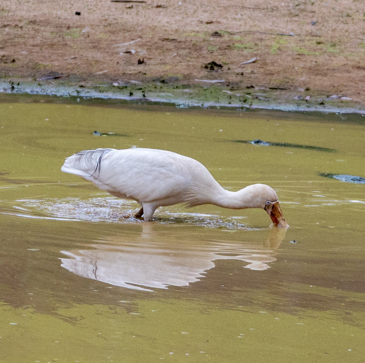 Yellow-billed Spoonbill - ML643126348