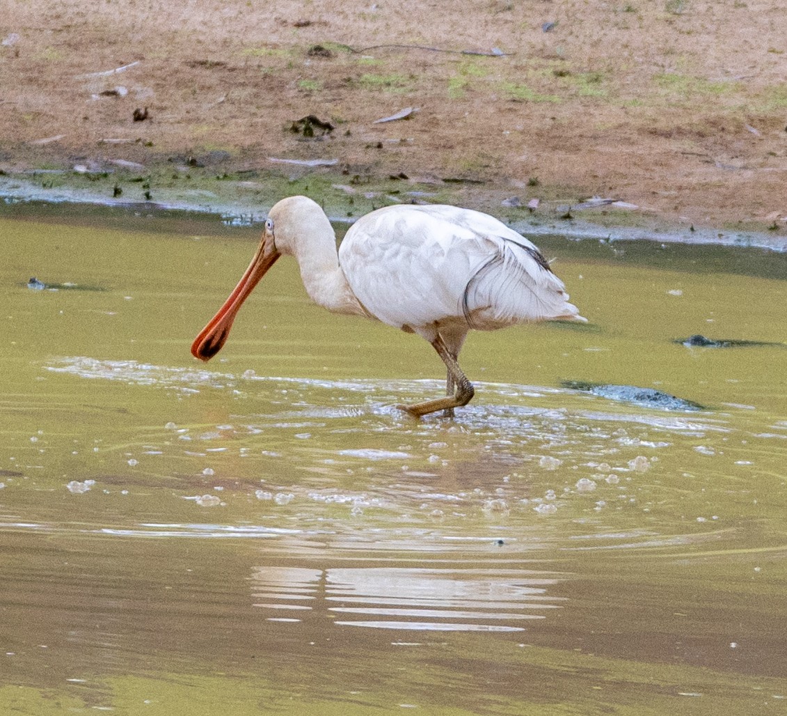 Yellow-billed Spoonbill - ML643126349
