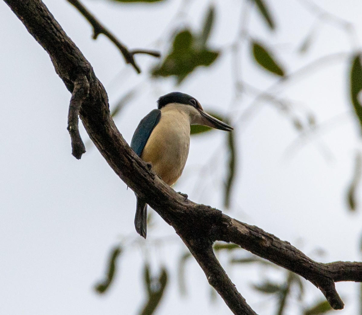 Sacred Kingfisher - ML643126353