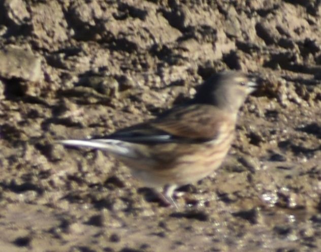 Eurasian Linnet - ML643126354