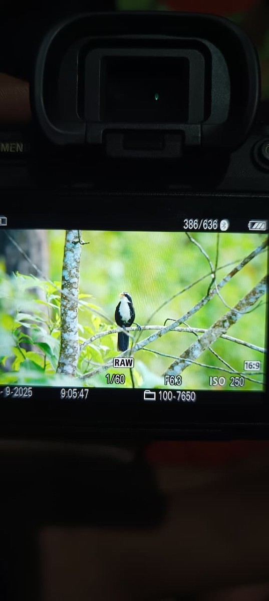 Indian Scimitar-Babbler - ML643126355