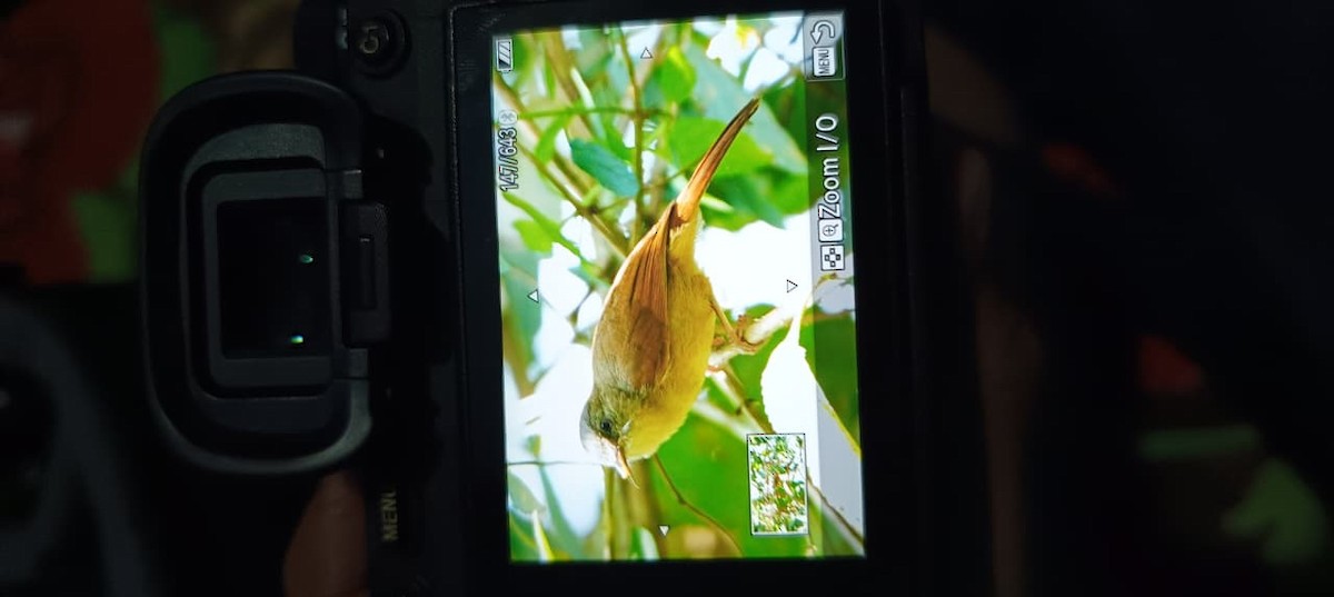 Brown-cheeked Fulvetta - ML643126357