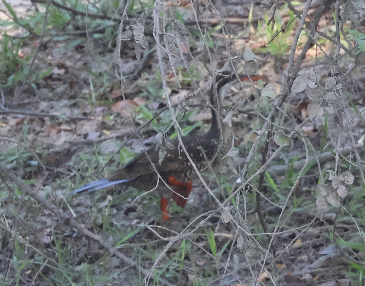 African Finfoot - ML643126368