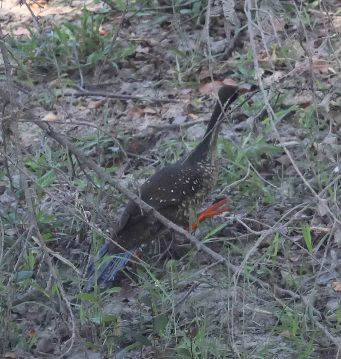 African Finfoot - ML643126369