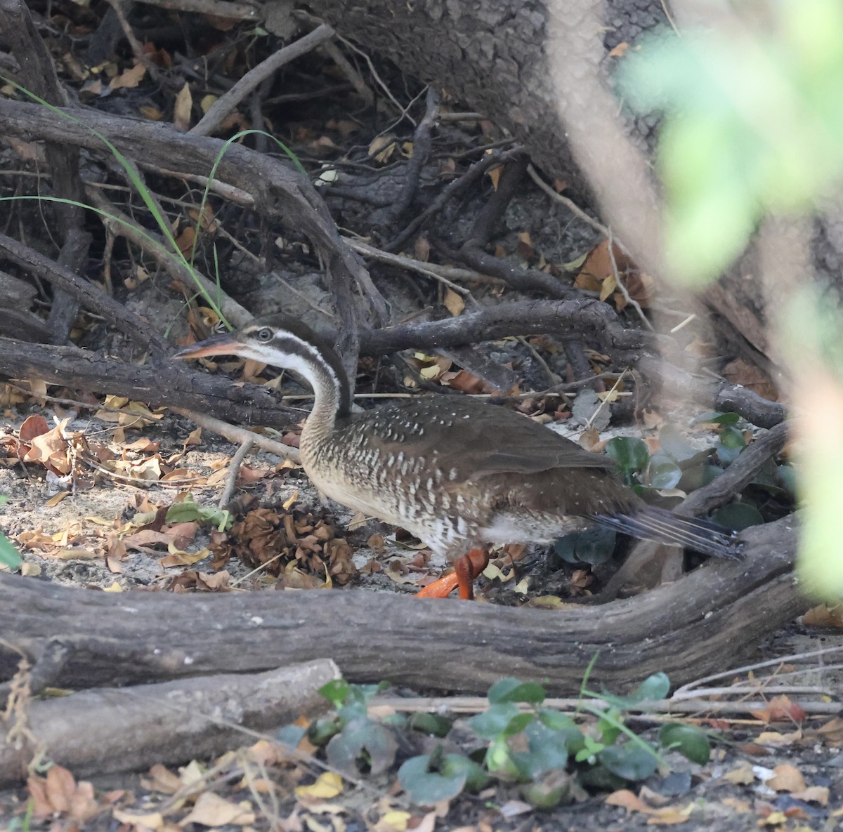 African Finfoot - ML643126370