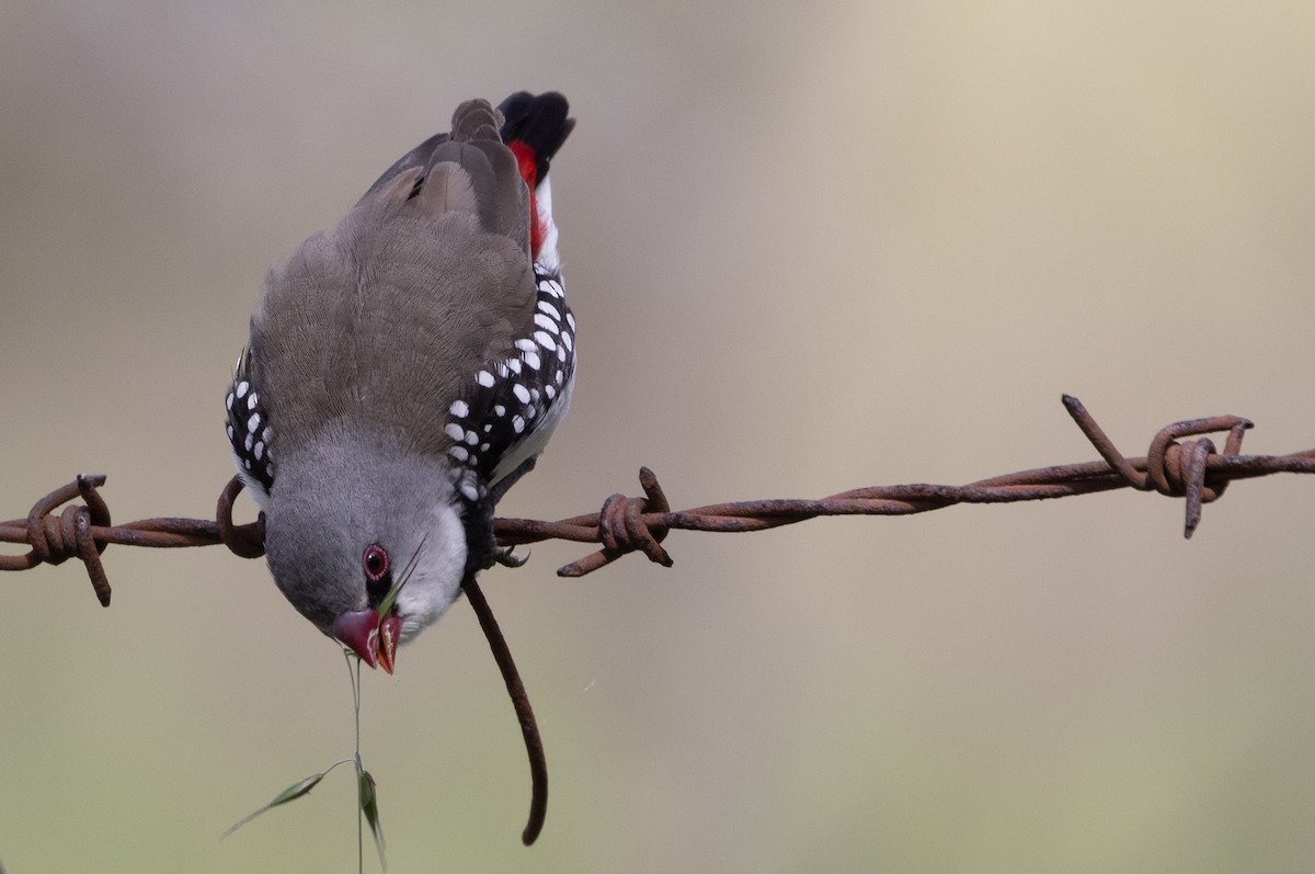 Diamond Firetail - ML643126374