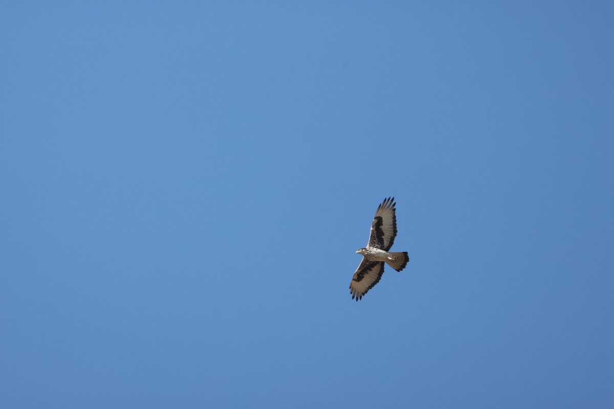 African Hawk-Eagle - ML643126398