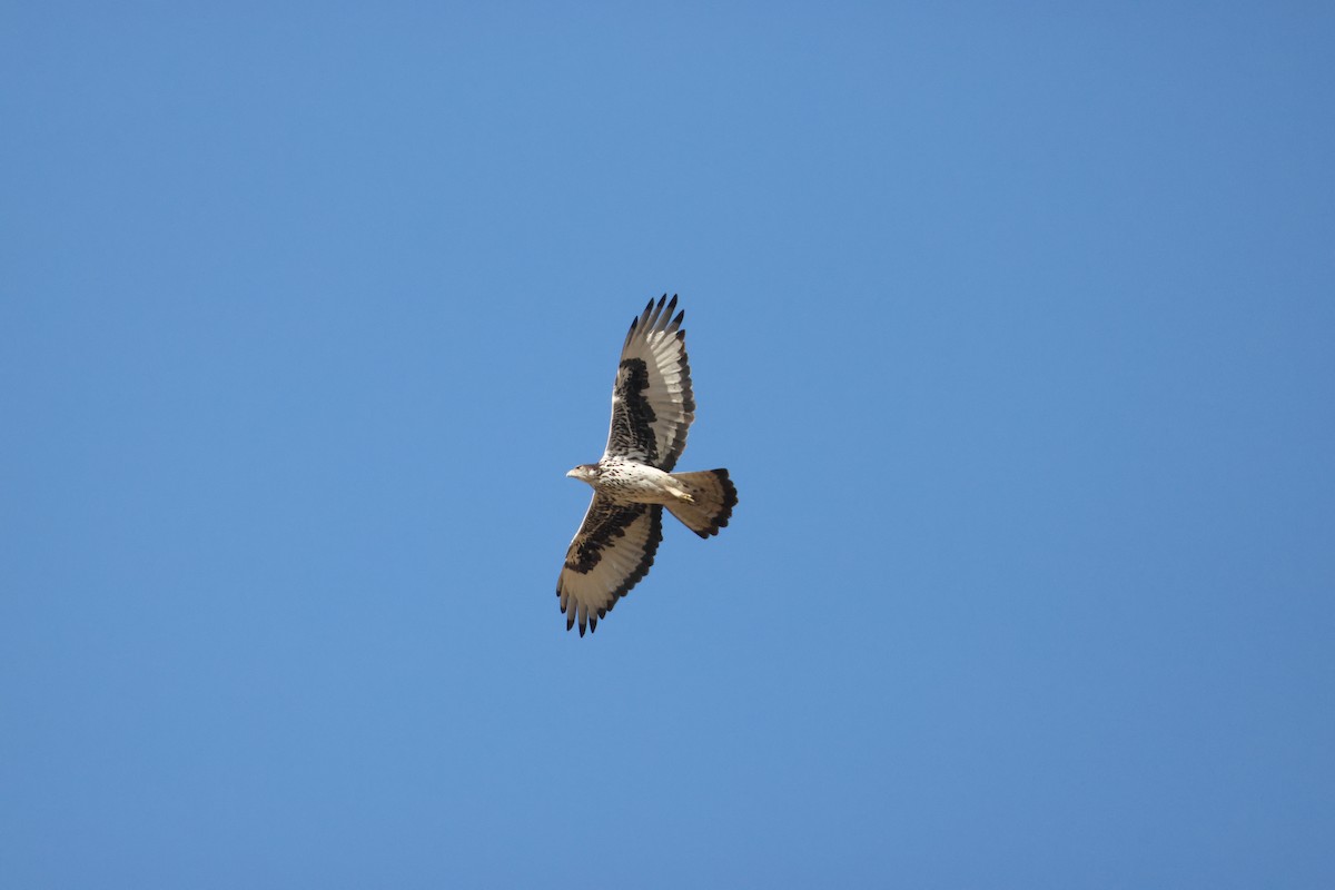 African Hawk-Eagle - ML643126399
