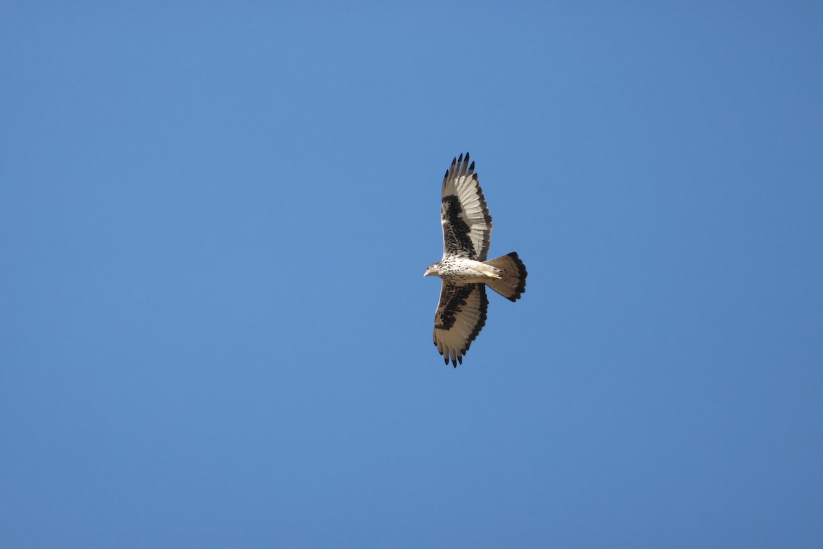 African Hawk-Eagle - ML643126400