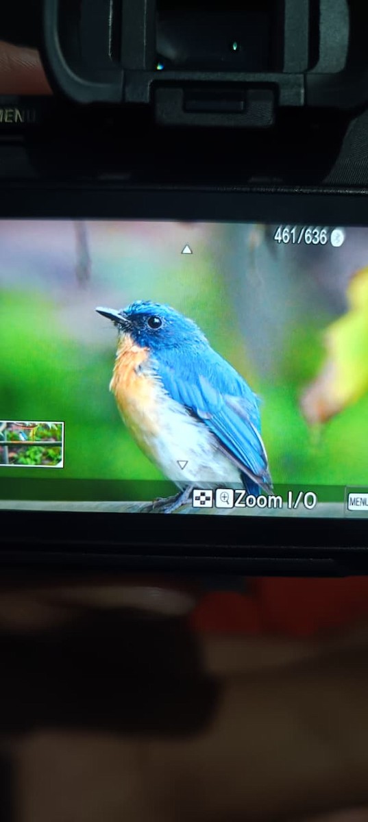 Tickell's Blue Flycatcher - ML643126403