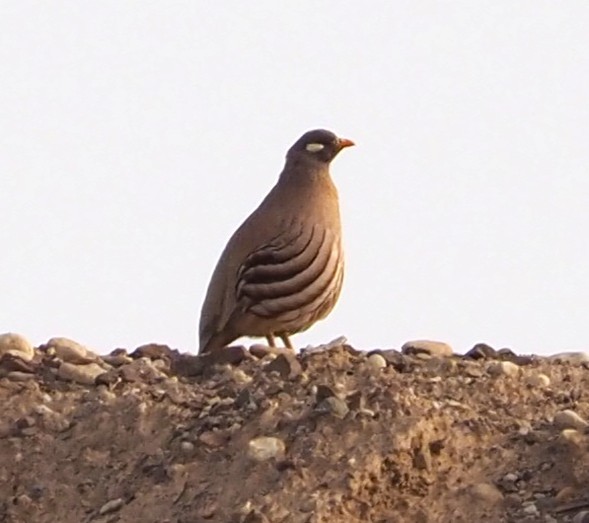 Sand Partridge - ML643126421