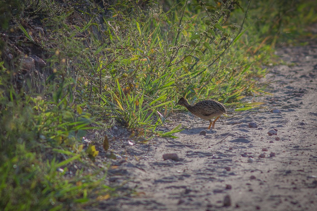 White-bellied Nothura - ML643126422
