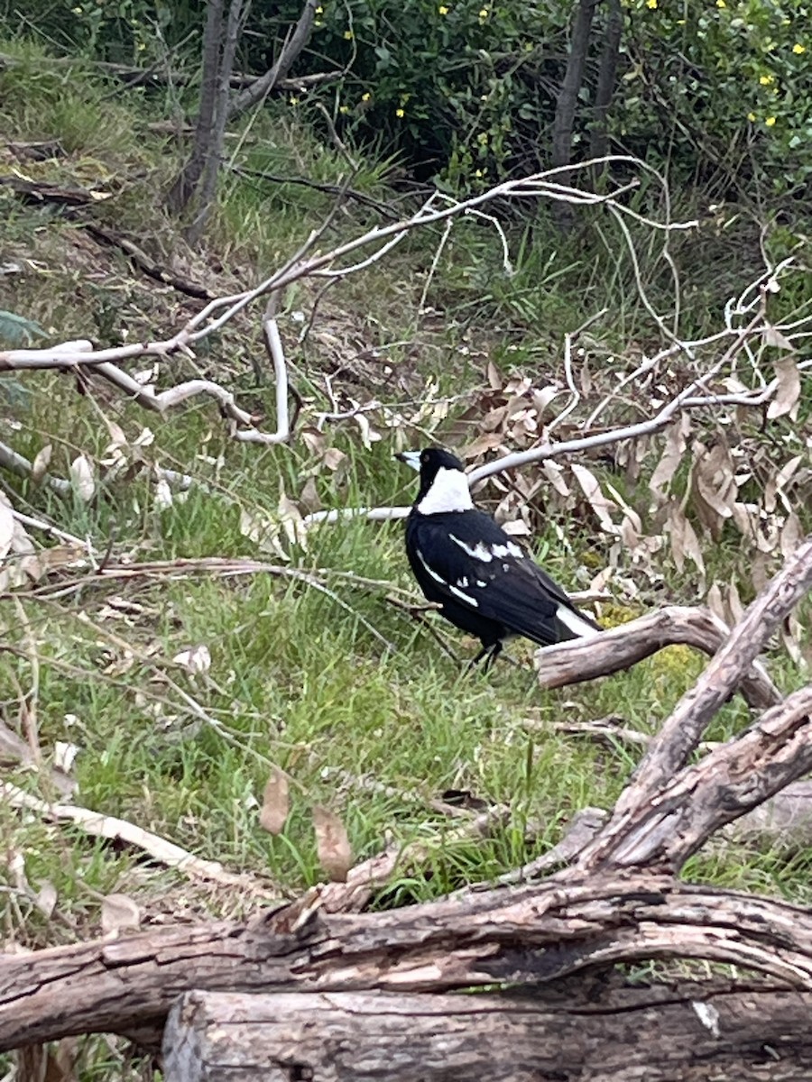 Australian Magpie (Black-backed x White-backed) - ML643126462