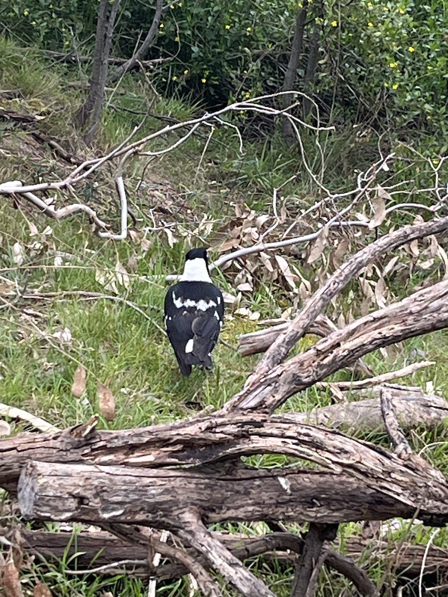 Australian Magpie (Black-backed x White-backed) - ML643126463
