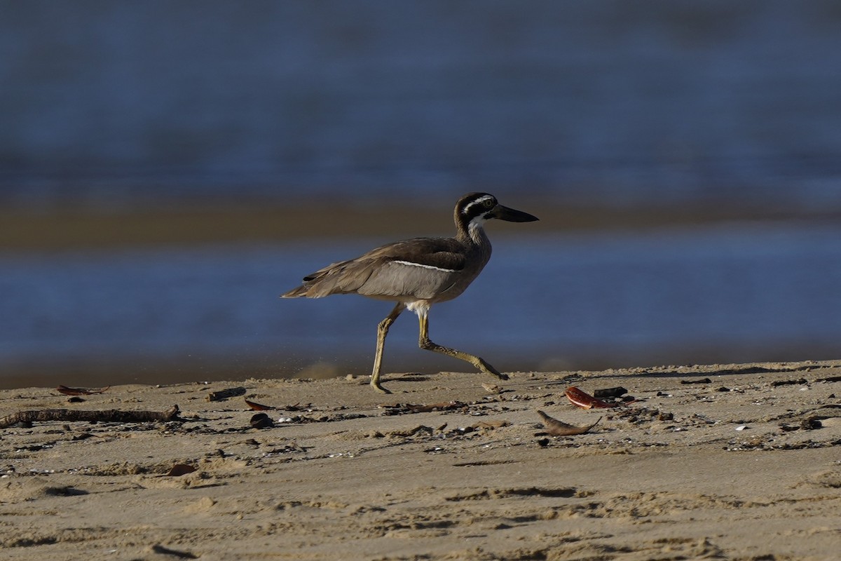 Beach Thick-knee - ML643126465