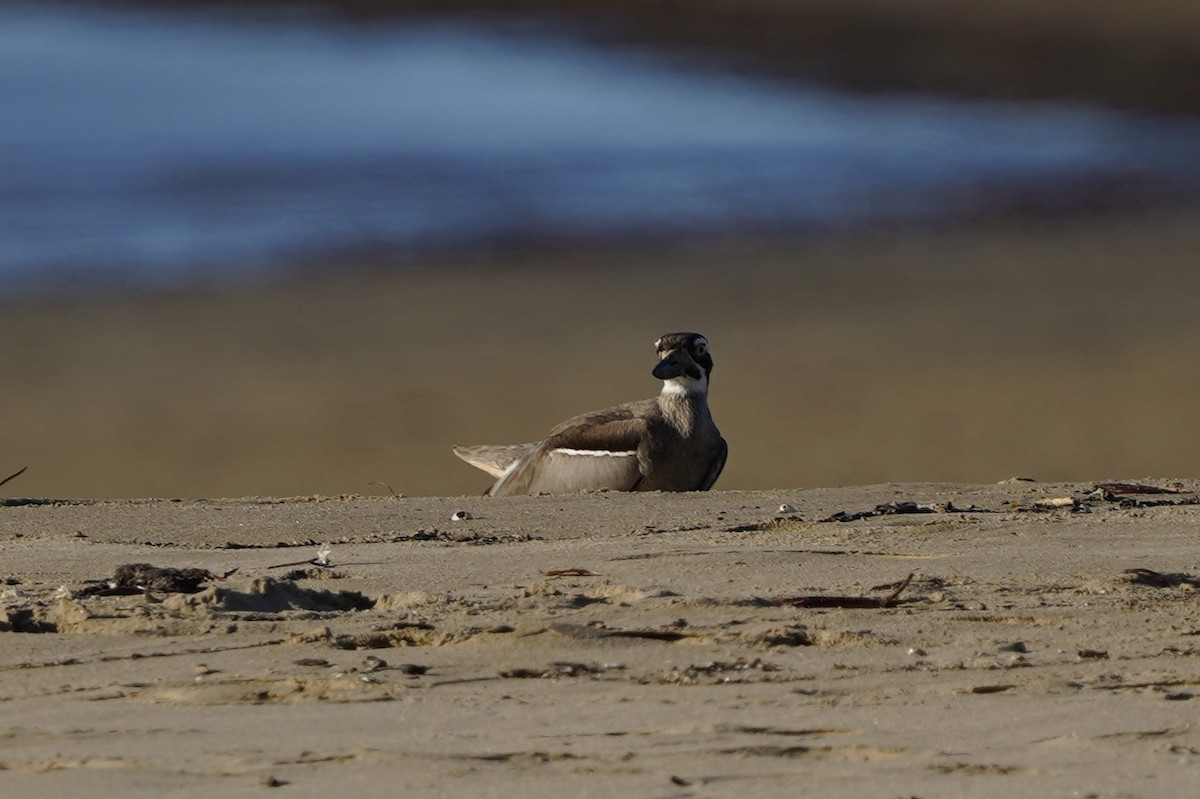 Beach Thick-knee - ML643126466