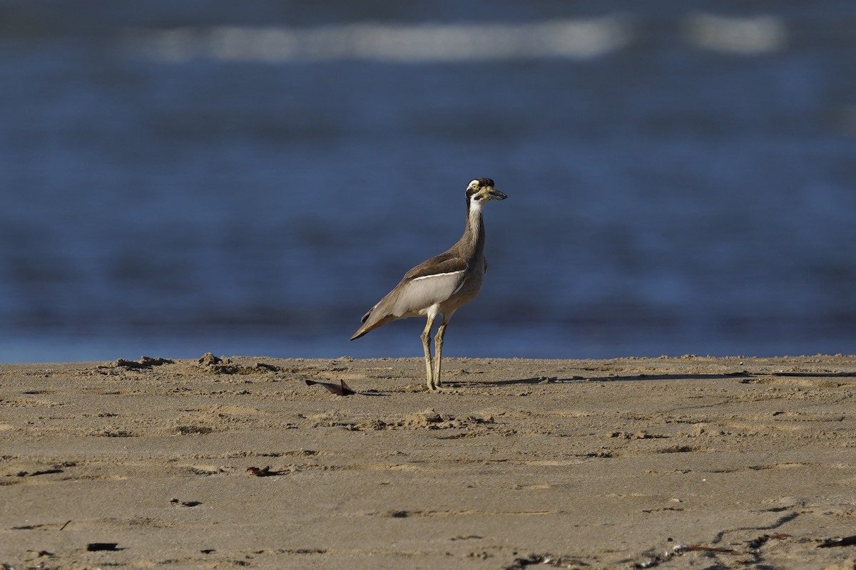 Beach Thick-knee - ML643126467