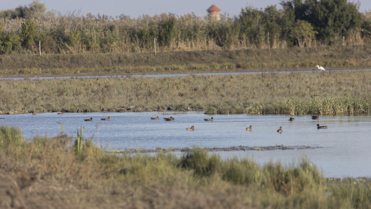 Eurasian Wigeon - ML643126475