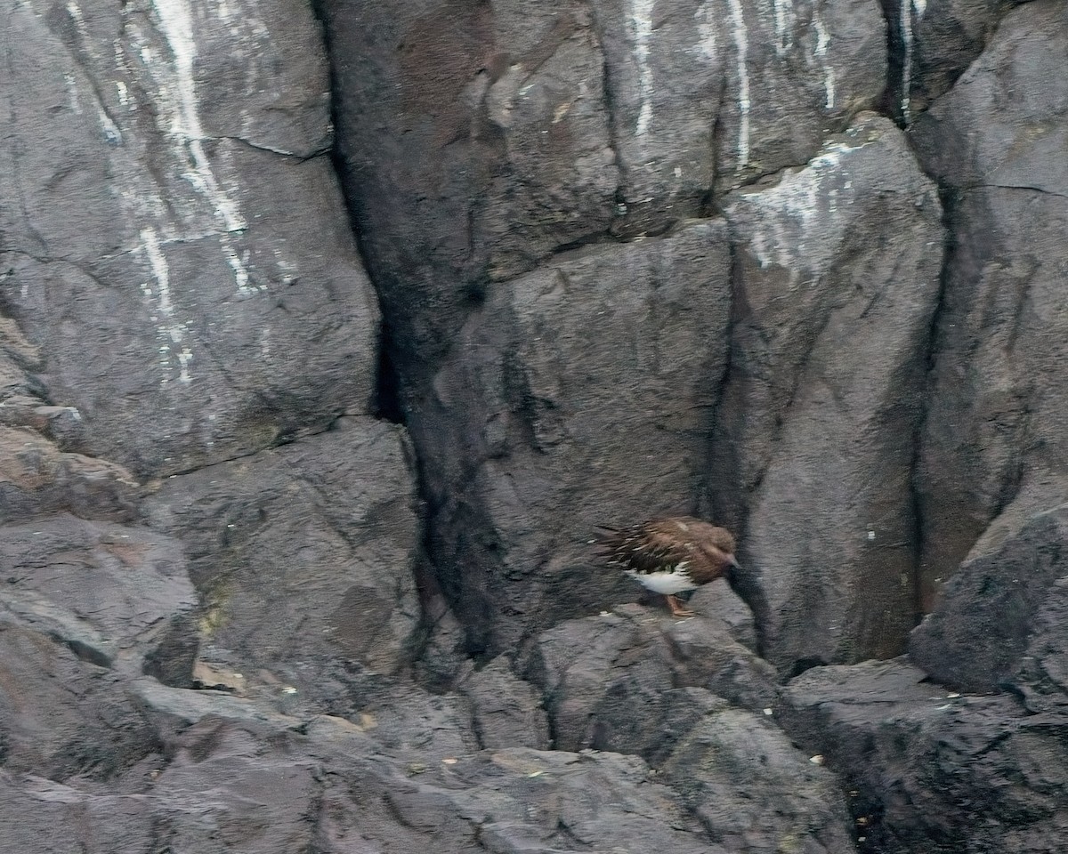 Black Turnstone - ML643126477