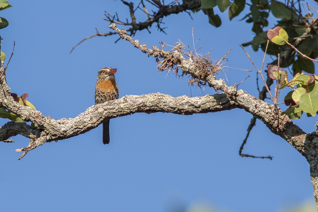 Fleckmantel-Faulvogel (maculatus) - ML643126484