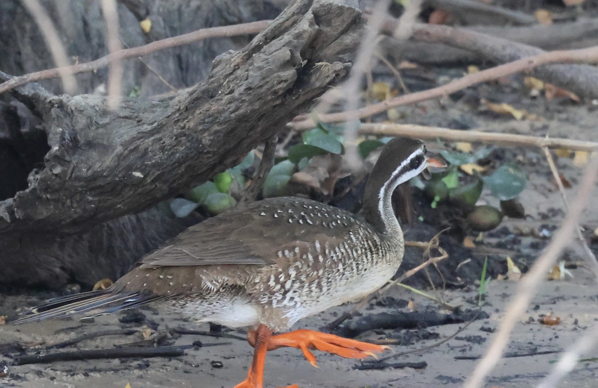 African Finfoot - ML643126492