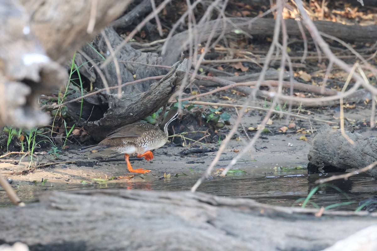 African Finfoot - ML643126493