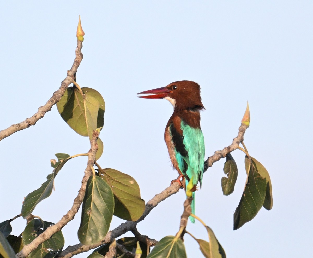 White-throated Kingfisher - ML643126496