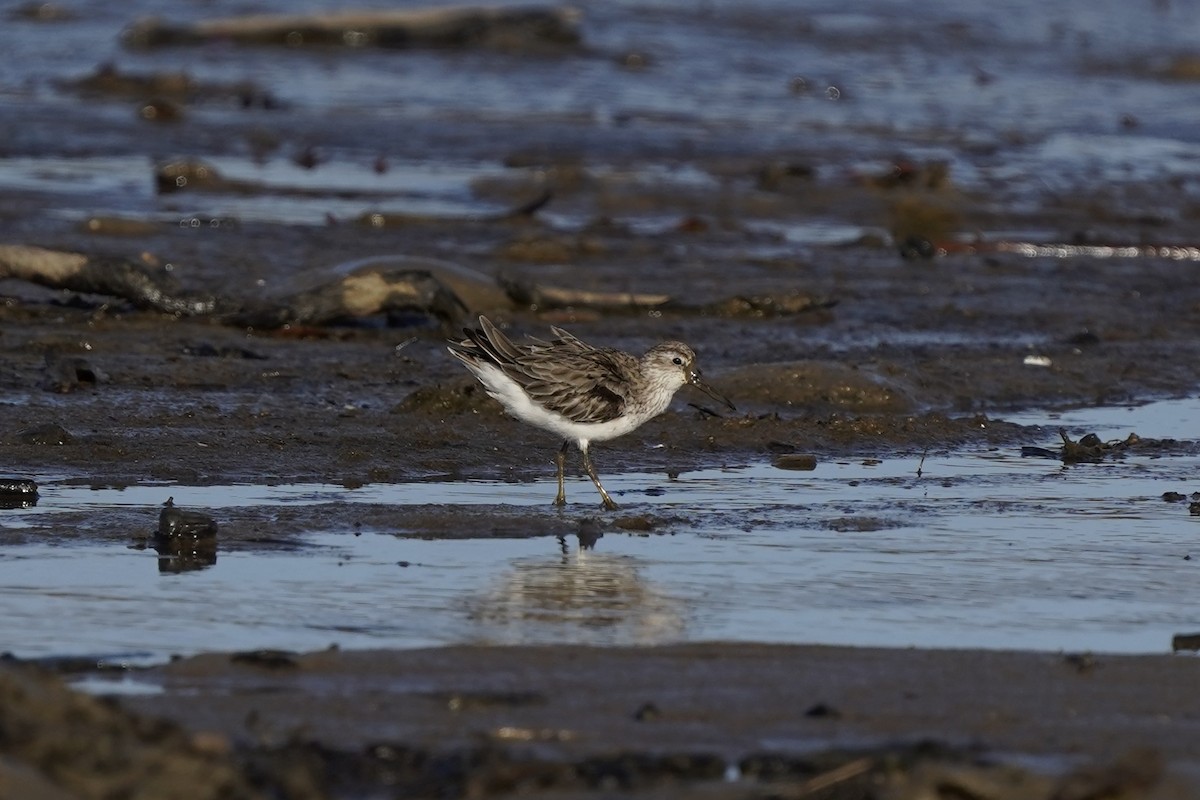 Broad-billed Sandpiper - ML643126506
