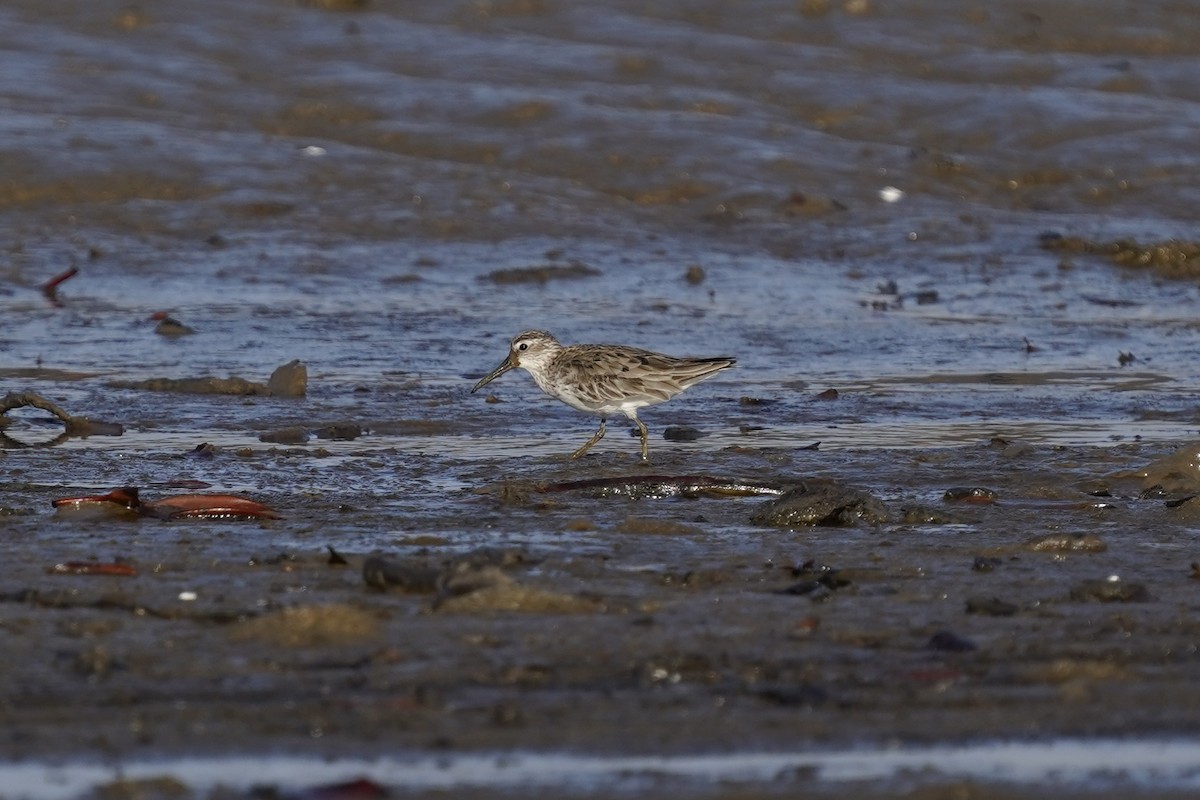 Broad-billed Sandpiper - ML643126507