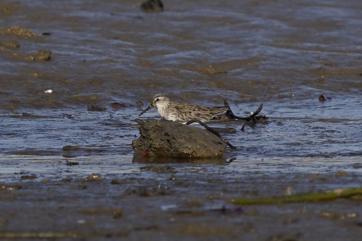 Broad-billed Sandpiper - ML643126508